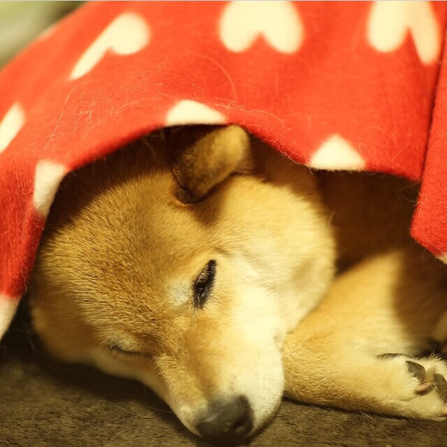 篮球运动员训练负荷科学管理及训练计划调整方法,篮球阶段训练负荷安排