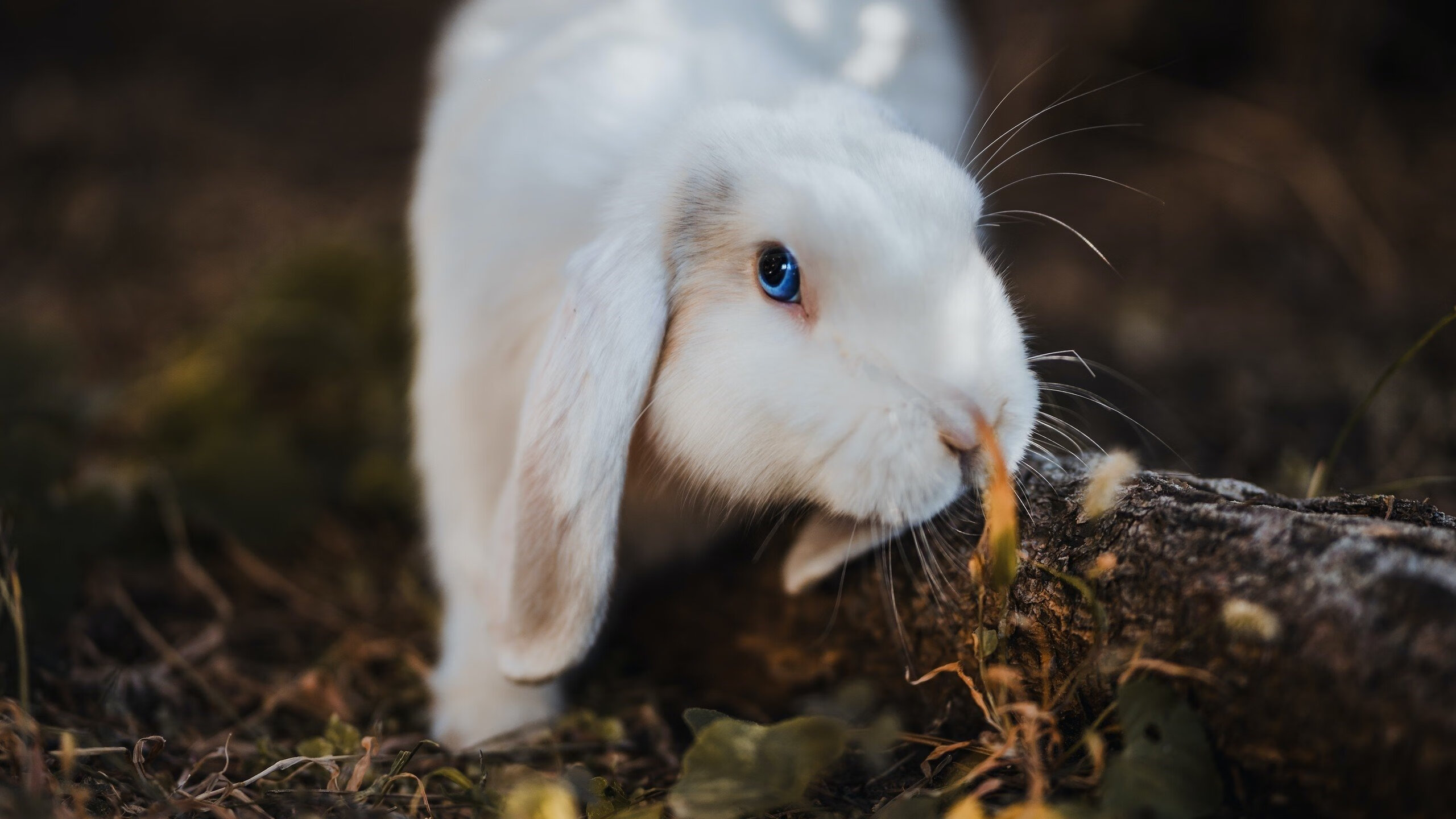 开云体育娱乐-运动员训练数据智能分析，运动员数据表