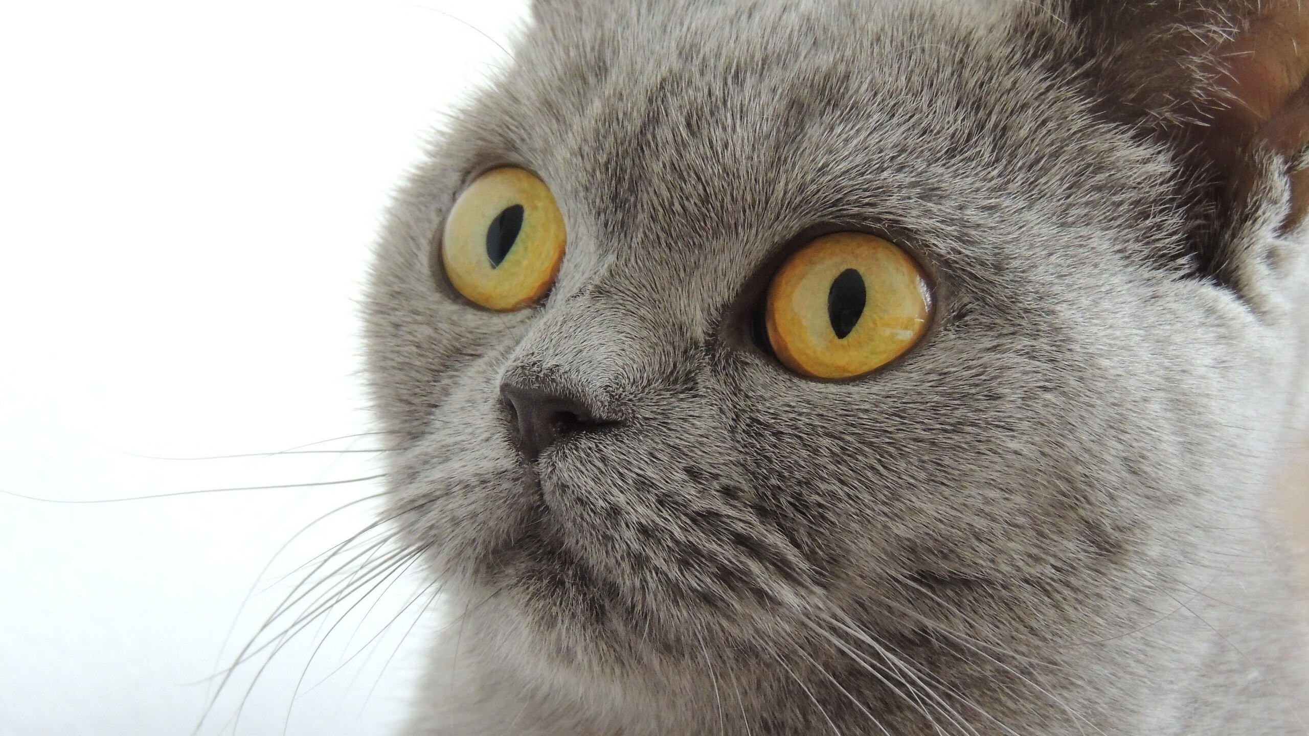 kaiyun网址-Chinese Taipei未来发展方向：从本土到全球的体育提升