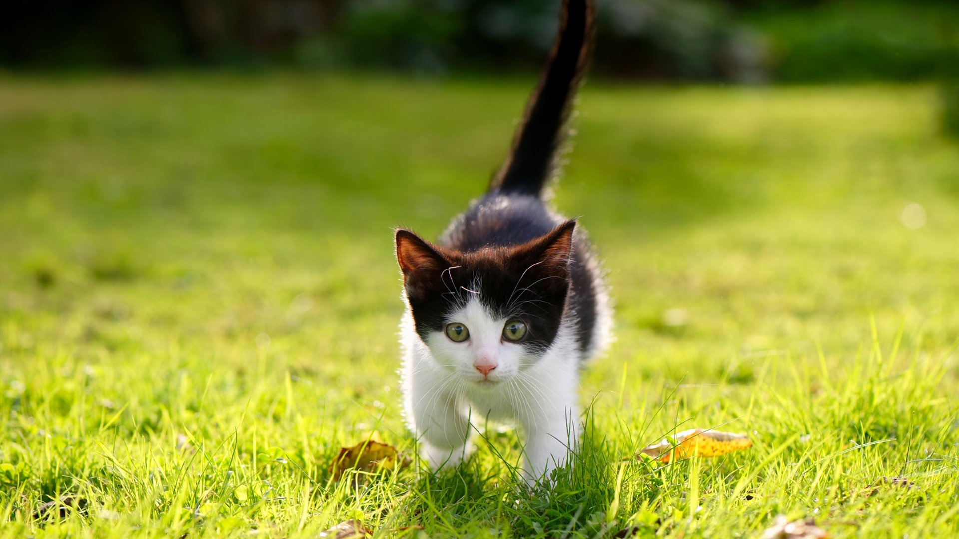 体育社会责任报告发布强调可持续发展，社会体育发展简况