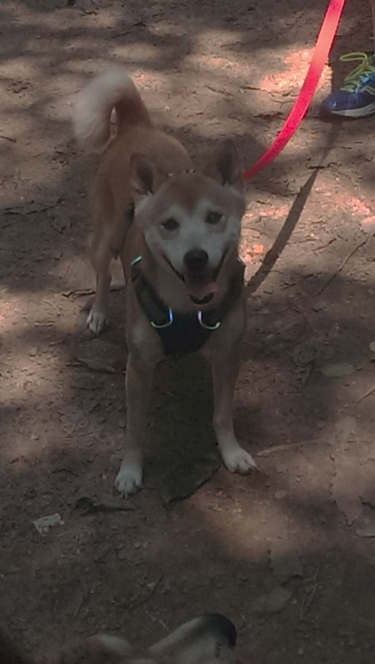 中国足球联赛俱乐部投资环境逐步改善，中国足球俱乐部改革