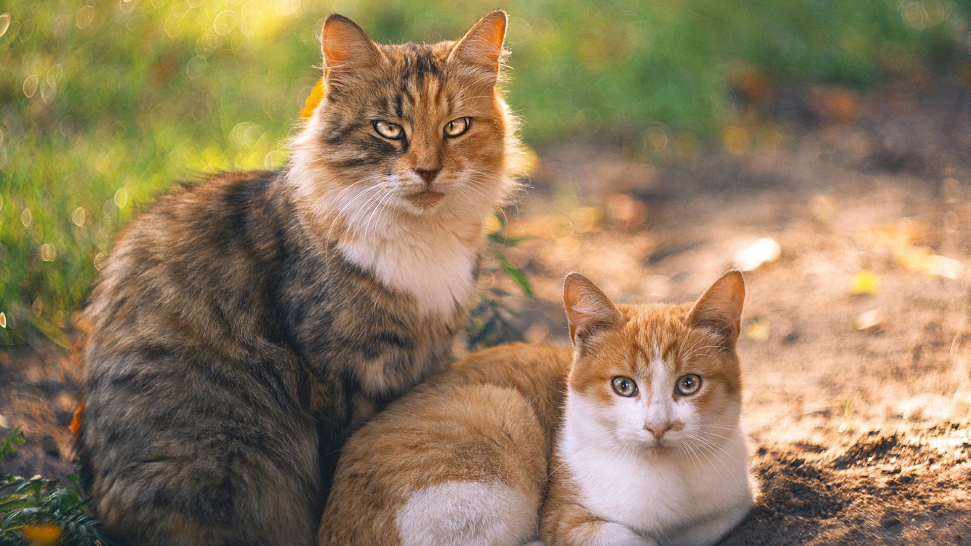 国家体育总局通报群众体育宣传品内容合规整改情况，国家体育总局办公厅发布2021年群众体育工作要点