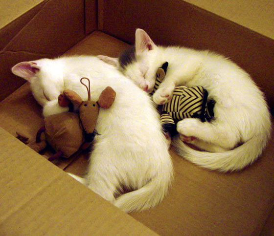 希腊男篮在世界大赛中表现稳健，争夺奖牌