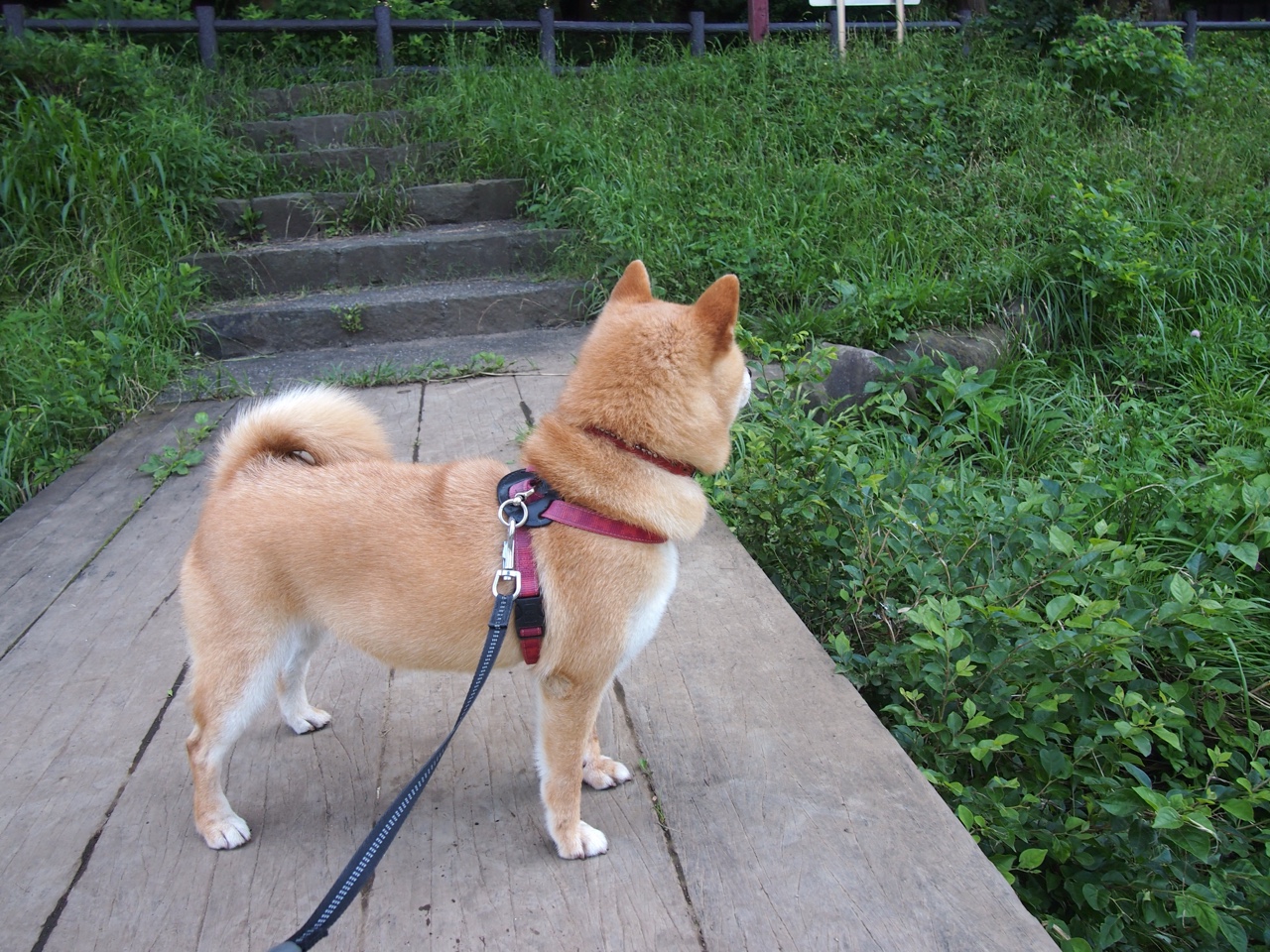 开云app-意甲开场即燃：精彩瞬间秒杀全场！，意甲开始