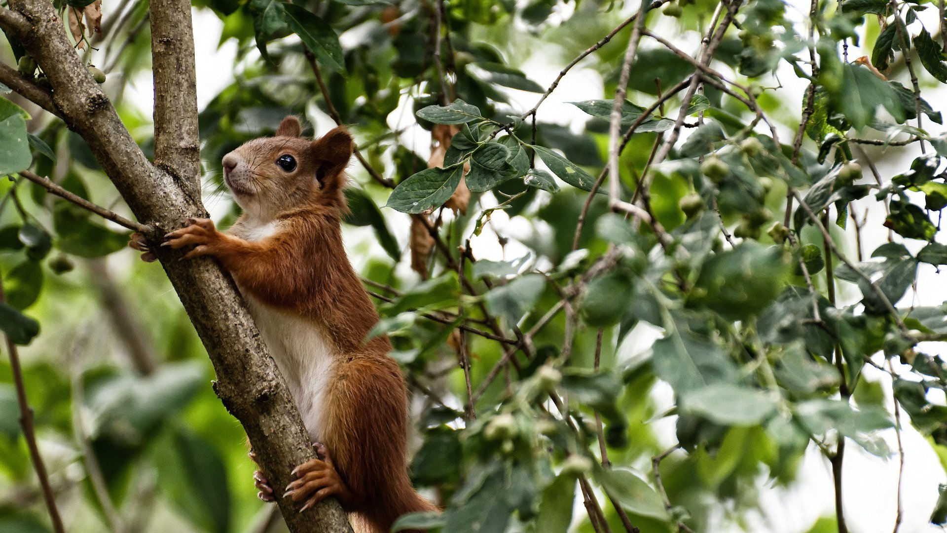 斯密斯：全黑队无可替代的“节奏师”，调动全场气氛