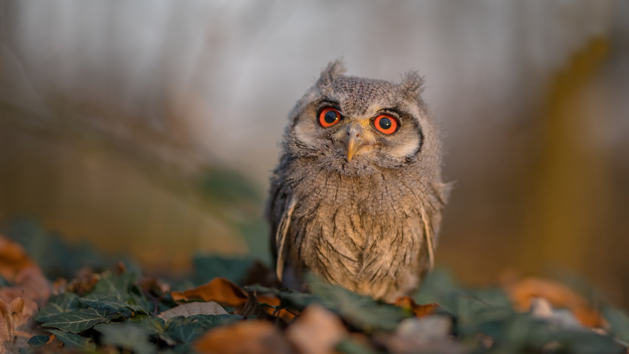 欧洲杯战术创新:变阵、奇兵引领潮流,欧洲杯战状