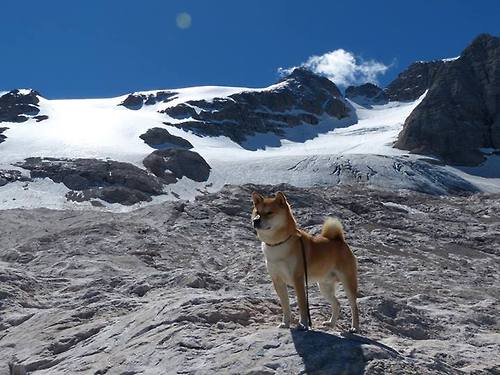 比利时男篮在欧洲预赛中奋勇直前,冲击奥运荣誉,比利时男篮什么水平