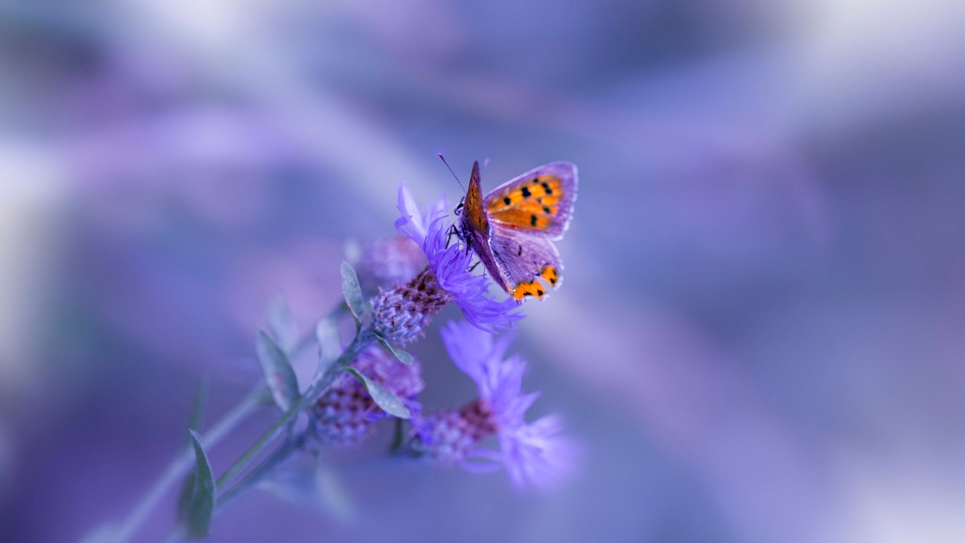 开云体育平台-达米恩·麦肯齐：凭借冷静的判断力和精准的传球，他主宰了全黑队进攻